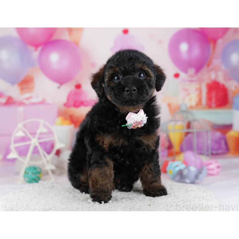 販売中の東京都のトイプードル-444695の6枚目