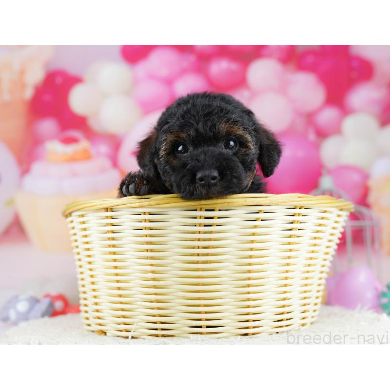 販売中の東京都のトイプードル-444695の5枚目