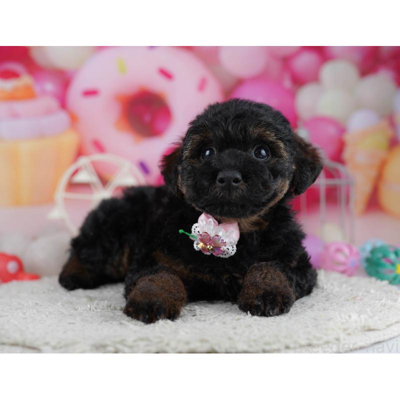 販売中の東京都のトイプードル-444695の4枚目