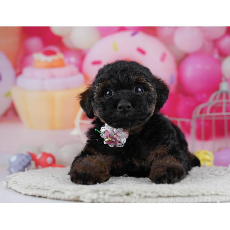 販売中の東京都のトイプードル-444695の3枚目