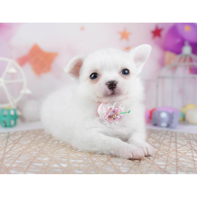 販売中の東京都のチワワ(ロングコート)-444699の6枚目