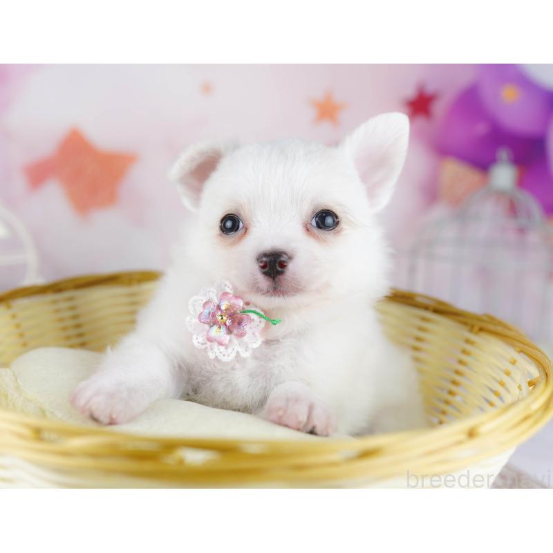 販売中の東京都のチワワ(ロングコート)-444699の3枚目