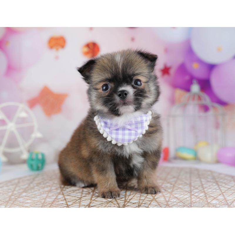 販売中の東京都のチワワ(ロングコート)-444717の7枚目