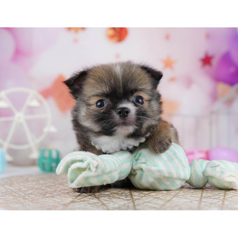 販売中の東京都のチワワ(ロングコート)-444717の6枚目