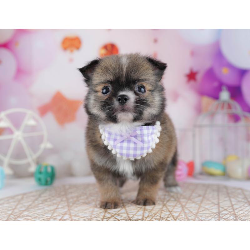 販売中の東京都のチワワ(ロングコート)-444717の5枚目