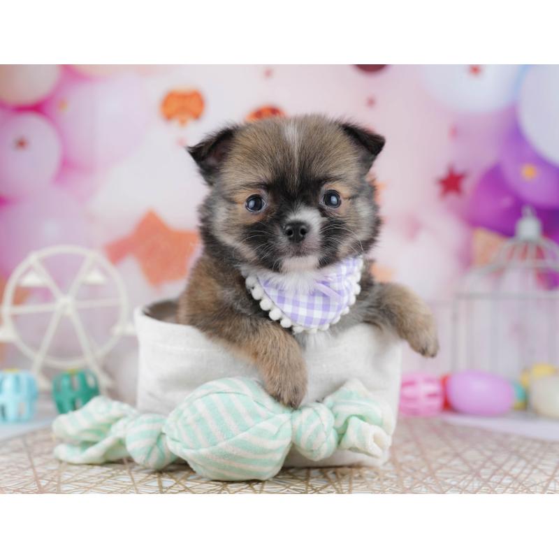 販売中の東京都のチワワ(ロングコート)-444717の4枚目