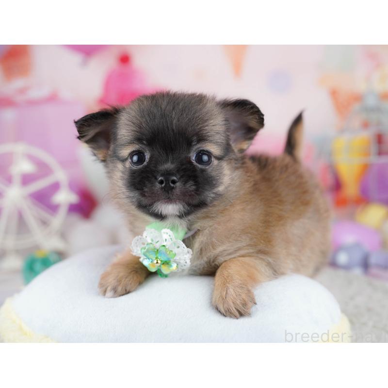 販売中の東京都のチワワ(ロングコート)-444723の7枚目