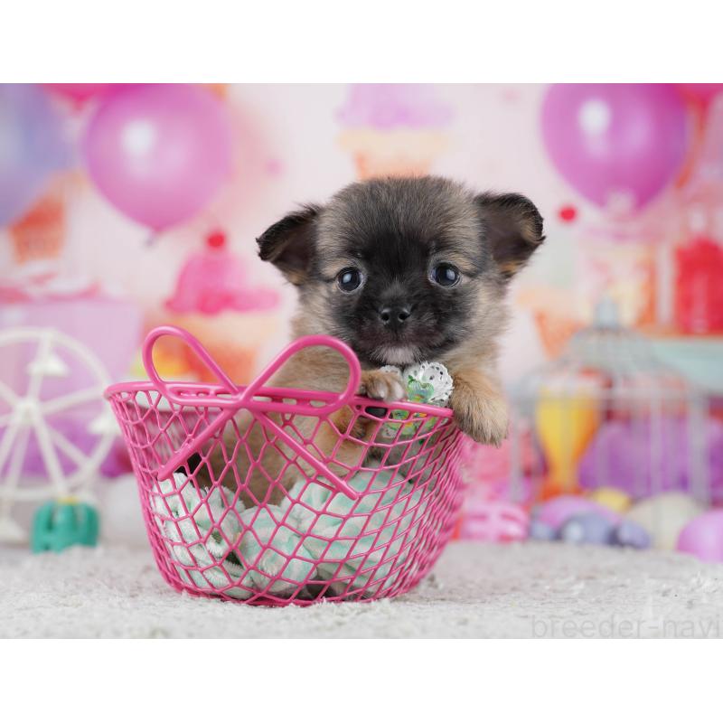 販売中の東京都のチワワ(ロングコート)-444723の6枚目