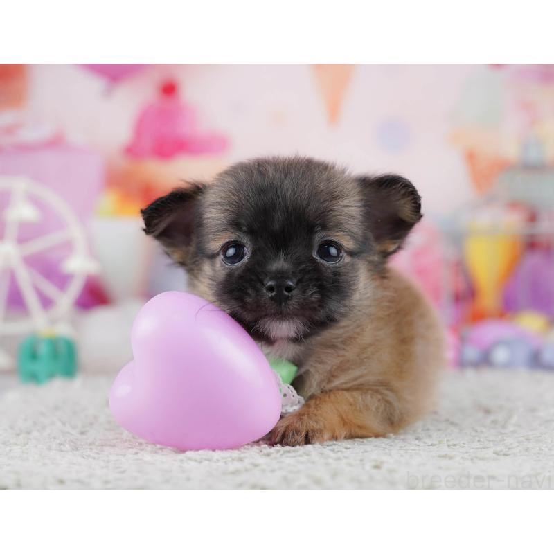 販売中の東京都のチワワ(ロングコート)-444723の5枚目