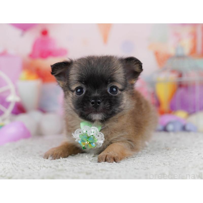 販売中の東京都のチワワ(ロングコート)-444723の4枚目