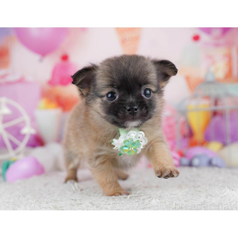 販売中の東京都のチワワ(ロングコート)-444723の3枚目