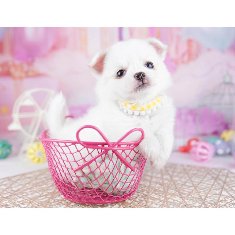 販売中の東京都のチワワ(ロングコート)-444681の6枚目