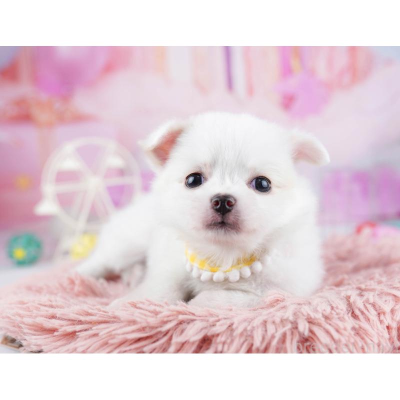 販売中の東京都のチワワ(ロングコート)-444681の5枚目