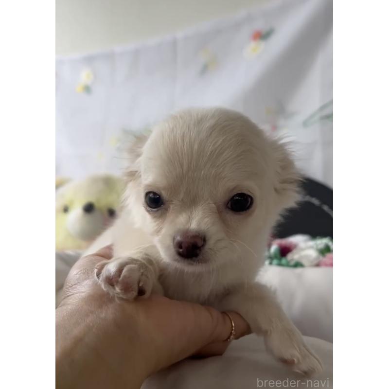 販売中の福岡県のチワワ(ロングコート)-432596の5枚目