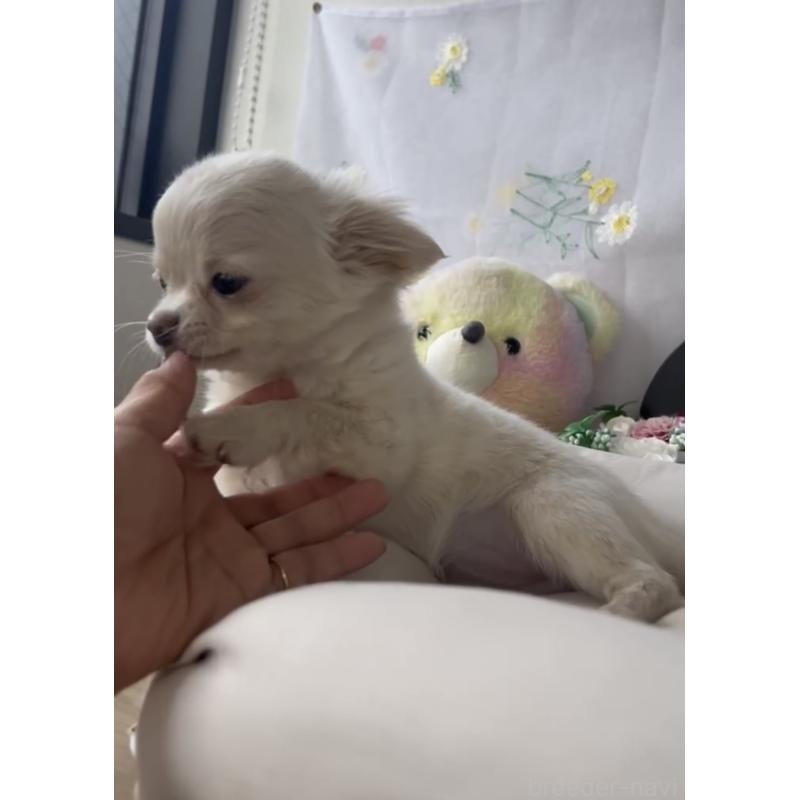 販売中の福岡県のチワワ(ロングコート)-432596の4枚目