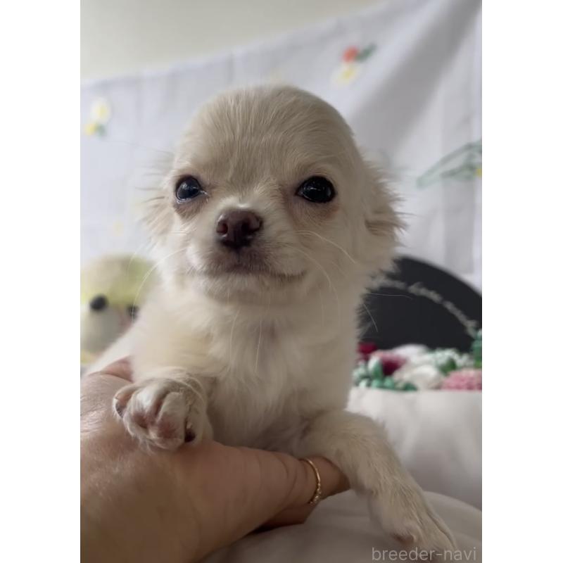 販売中の福岡県のチワワ(ロングコート)-432596の3枚目