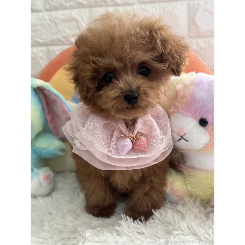 販売中の埼玉県のティーカッププードル-436465の1枚目