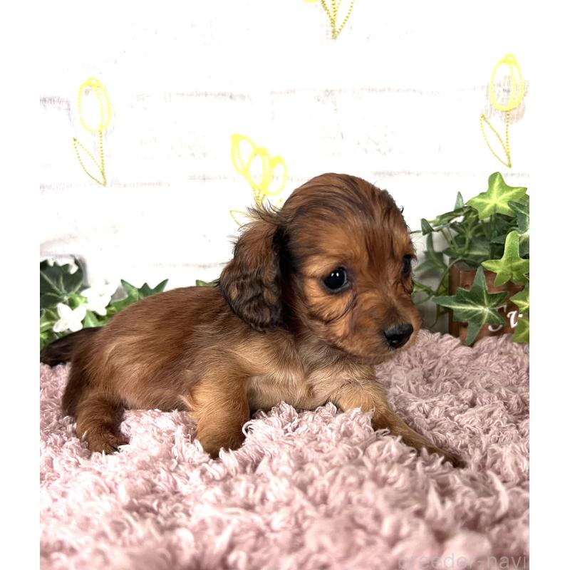 販売中の埼玉県のミニチュアダックスフンド(ロングヘアード)-444657の11枚目