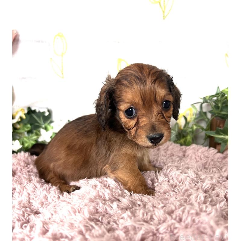 販売中の埼玉県のミニチュアダックスフンド(ロングヘアード)-444657の10枚目