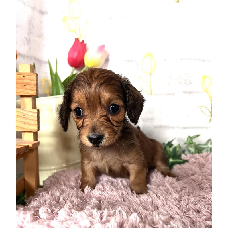 販売中の埼玉県のミニチュアダックスフンド(ロングヘアード)-444657の7枚目