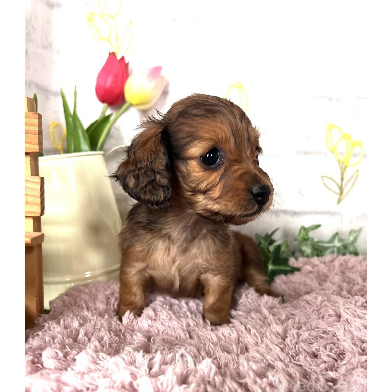 販売中の埼玉県のミニチュアダックスフンド(ロングヘアード)-444657の6枚目