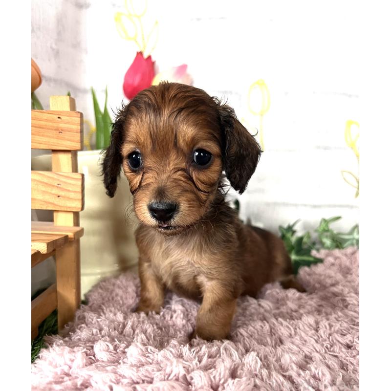 販売中の埼玉県のミニチュアダックスフンド(ロングヘアード)-444657の5枚目