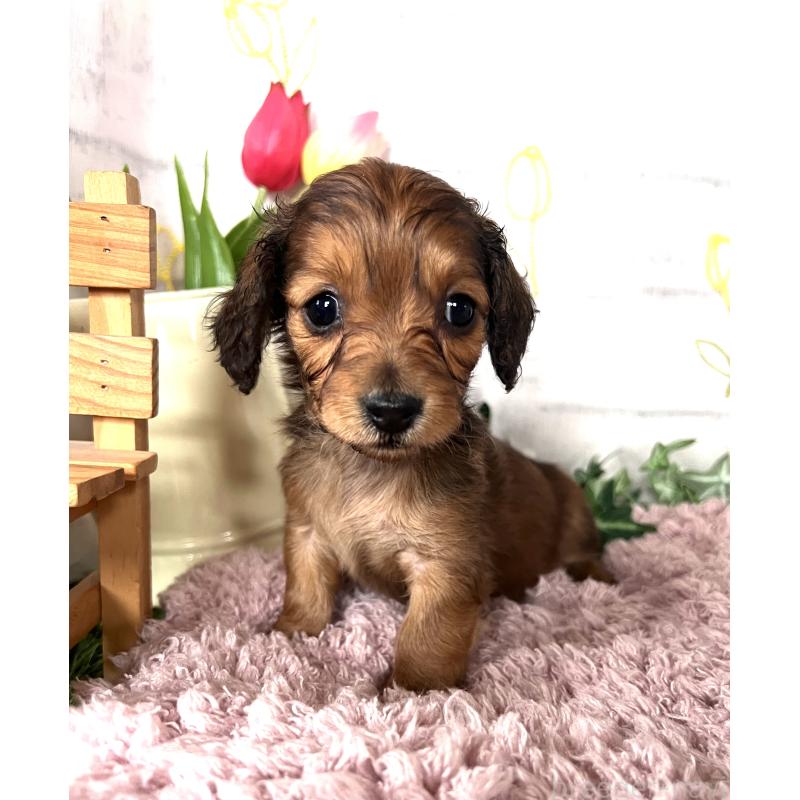 販売中の埼玉県のミニチュアダックスフンド(ロングヘアード)-444657の4枚目