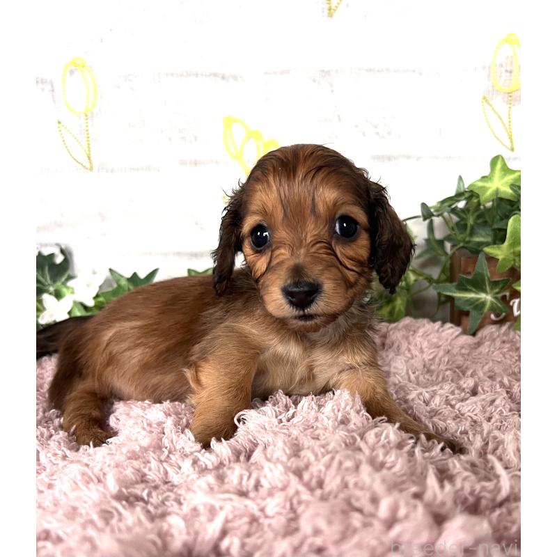 販売中の埼玉県のミニチュアダックスフンド(ロングヘアード)-444657の3枚目