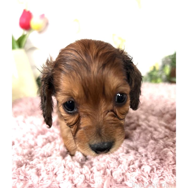 販売中の埼玉県のミニチュアダックスフンド(ロングヘアード)-444657の2枚目