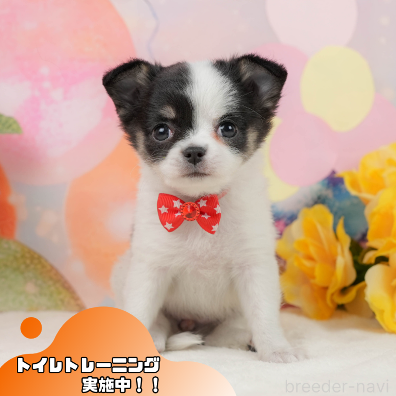 販売中の静岡県のチワワ(ロングコート)-444660の1枚目