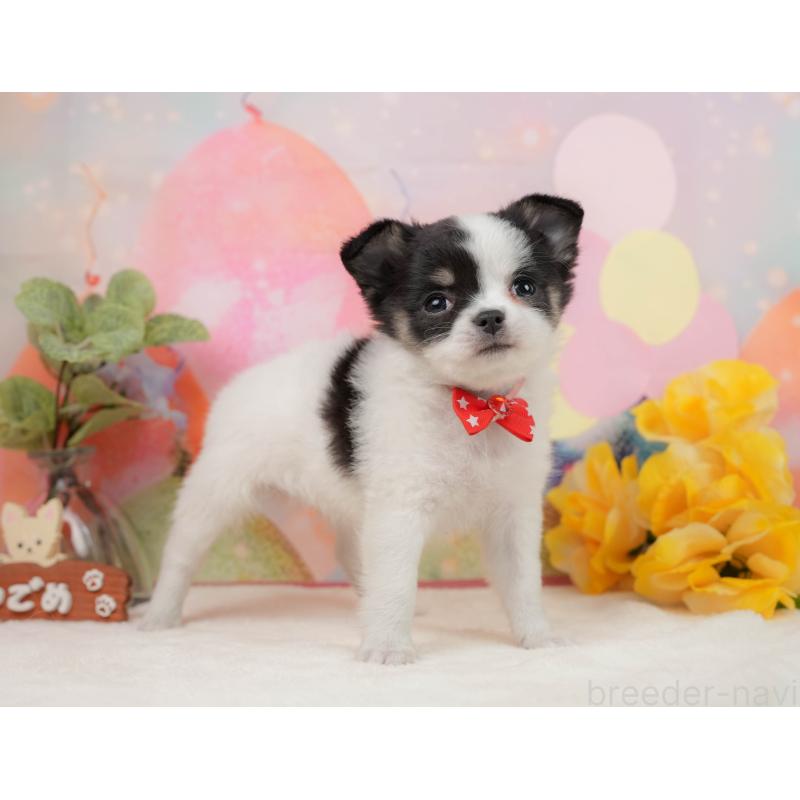 販売中の静岡県のチワワ(ロングコート)-444660の8枚目