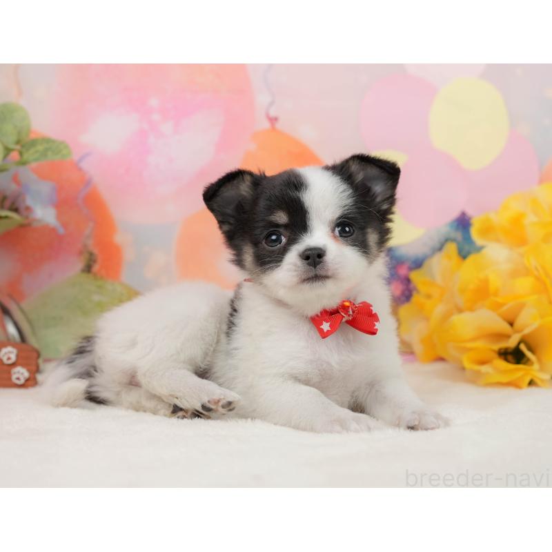 販売中の静岡県のチワワ(ロングコート)-444660の7枚目