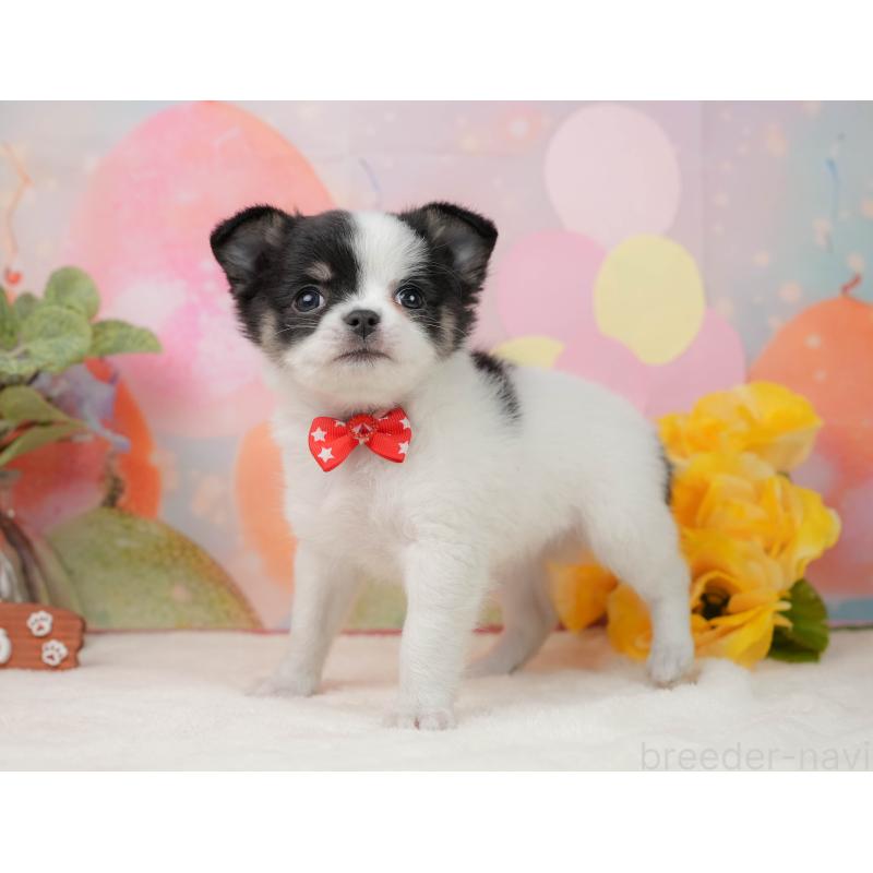 販売中の静岡県のチワワ(ロングコート)-444660の6枚目