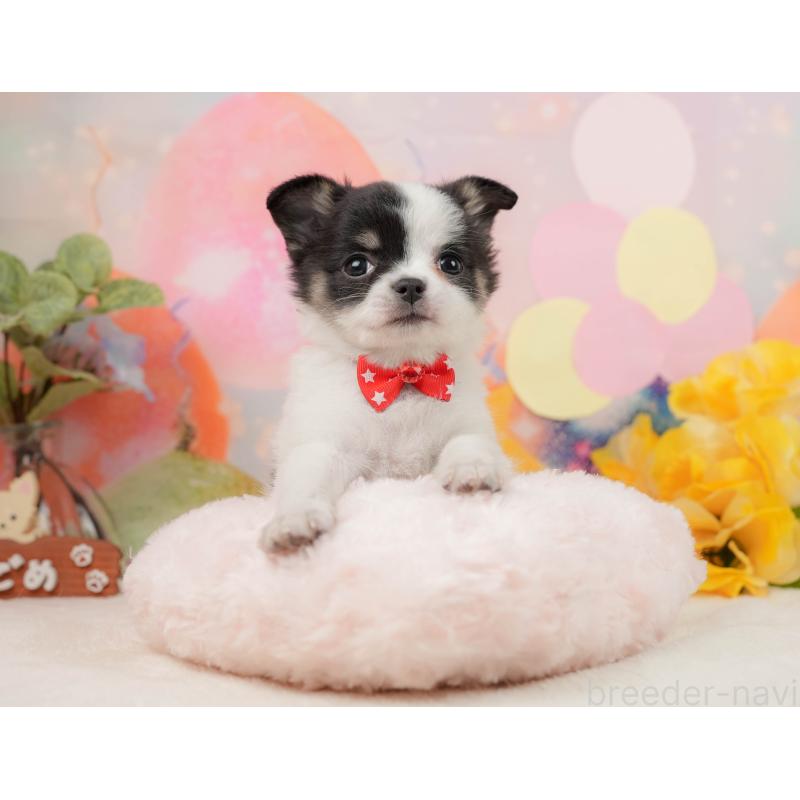 販売中の静岡県のチワワ(ロングコート)-444660の5枚目