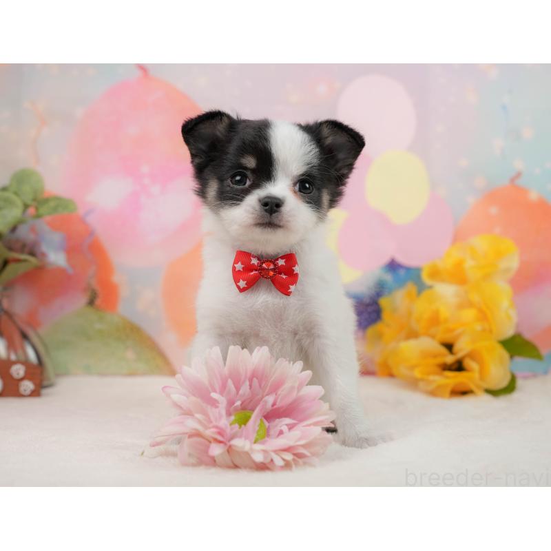 販売中の静岡県のチワワ(ロングコート)-444660の4枚目