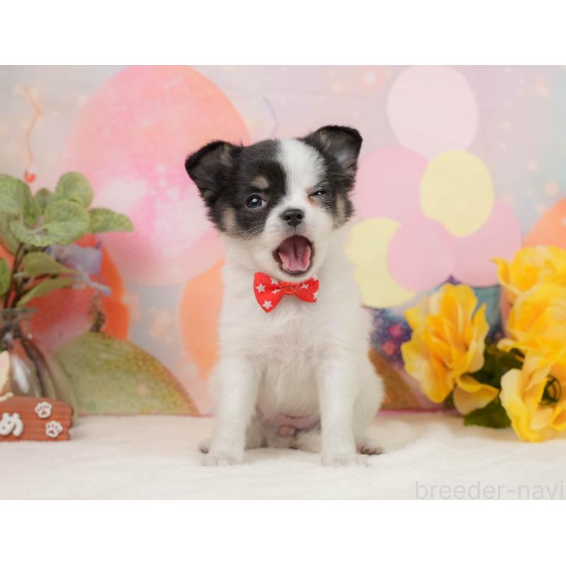 販売中の静岡県のチワワ(ロングコート)-444660の3枚目