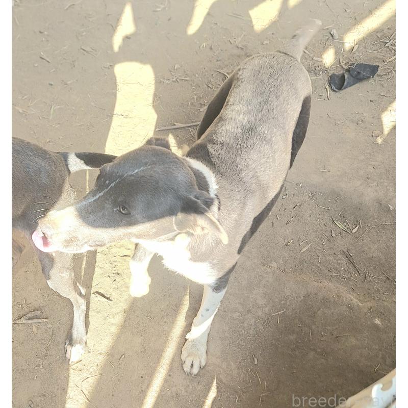 しほちゃん1枚目