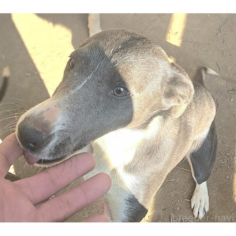 しほちゃん1枚目