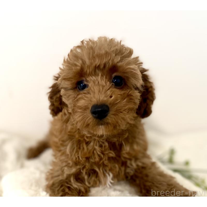 販売中の静岡県のトイプードル-444661の3枚目