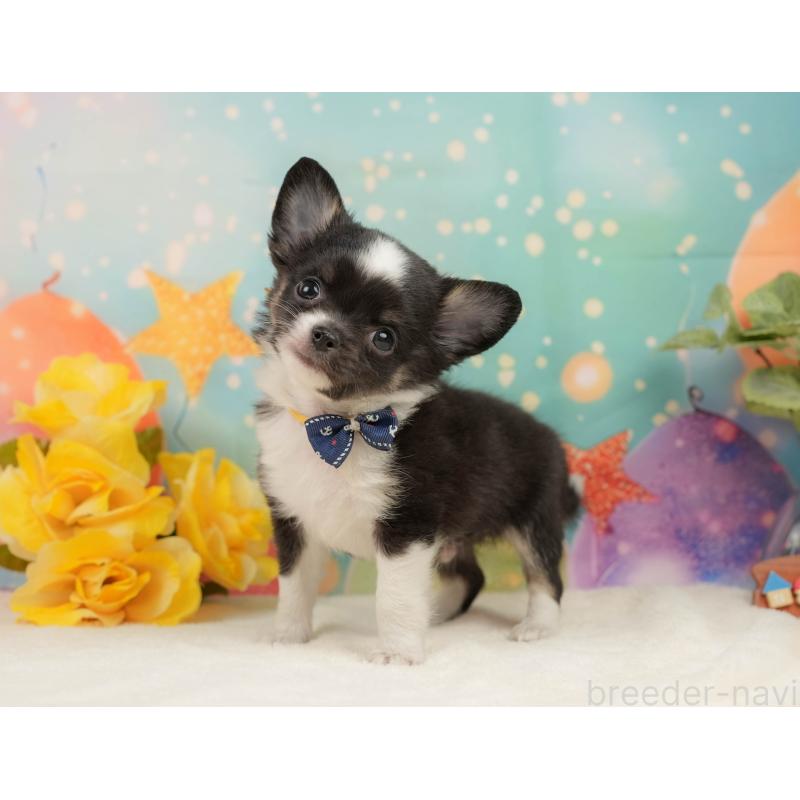 販売中の静岡県のチワワ(ロングコート)-444662の9枚目