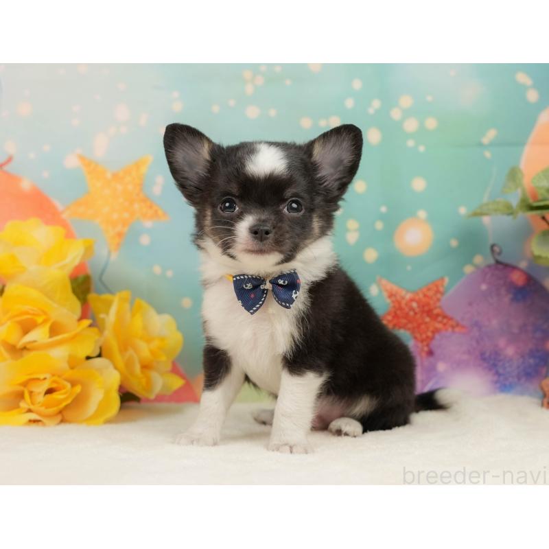 販売中の静岡県のチワワ(ロングコート)-444662の8枚目