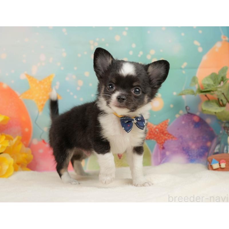 販売中の静岡県のチワワ(ロングコート)-444662の7枚目