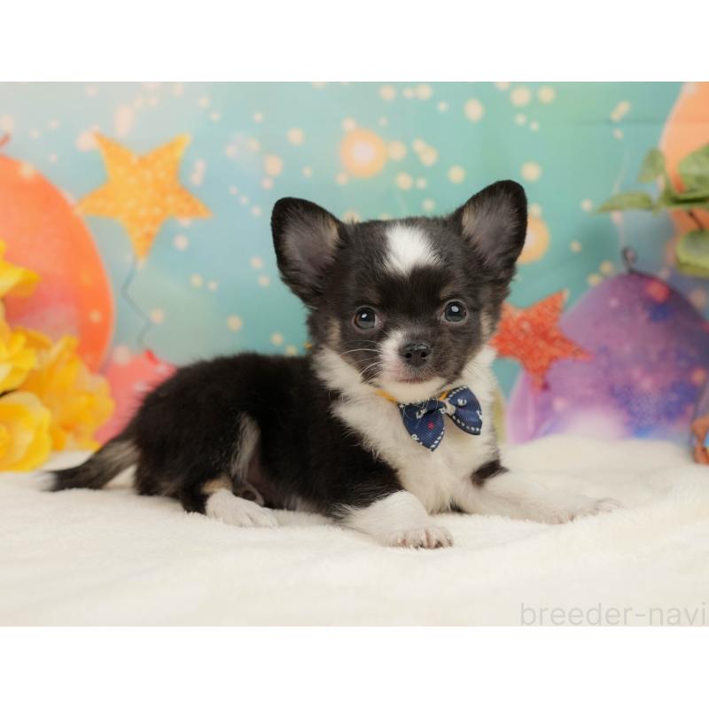 販売中の静岡県のチワワ(ロングコート)-444662の6枚目