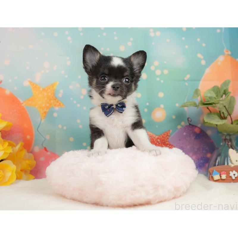 販売中の静岡県のチワワ(ロングコート)-444662の5枚目