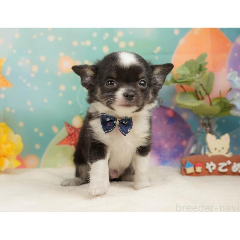 販売中の静岡県のチワワ(ロングコート)-444662の4枚目