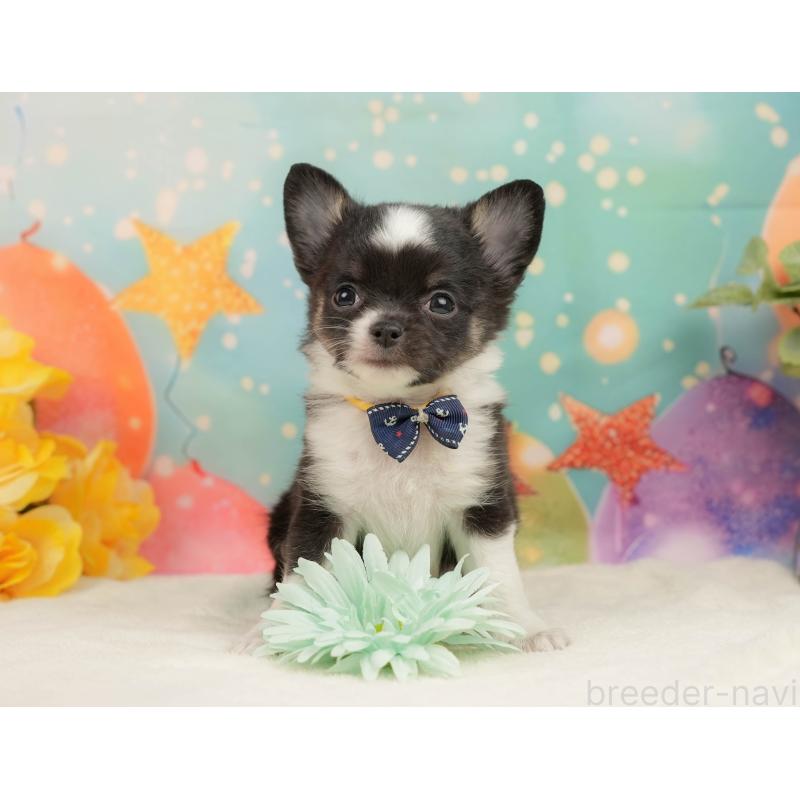 販売中の静岡県のチワワ(ロングコート)-444662の3枚目