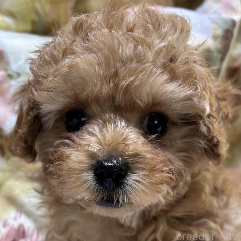 販売中の香川県のトイプードル-440821