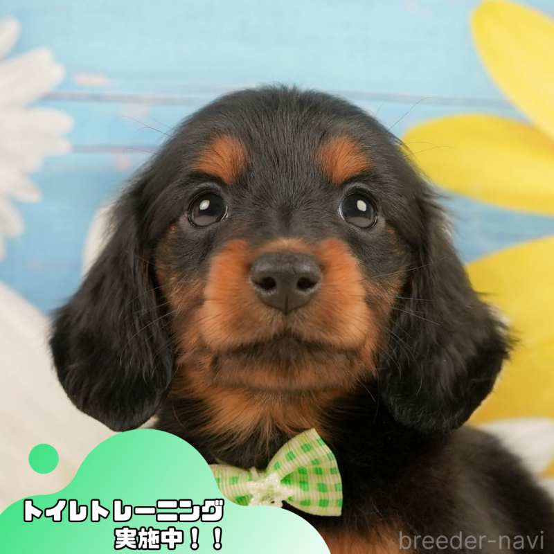 販売中の静岡県のミニチュアダックスフンド(ロングヘアード)-444663