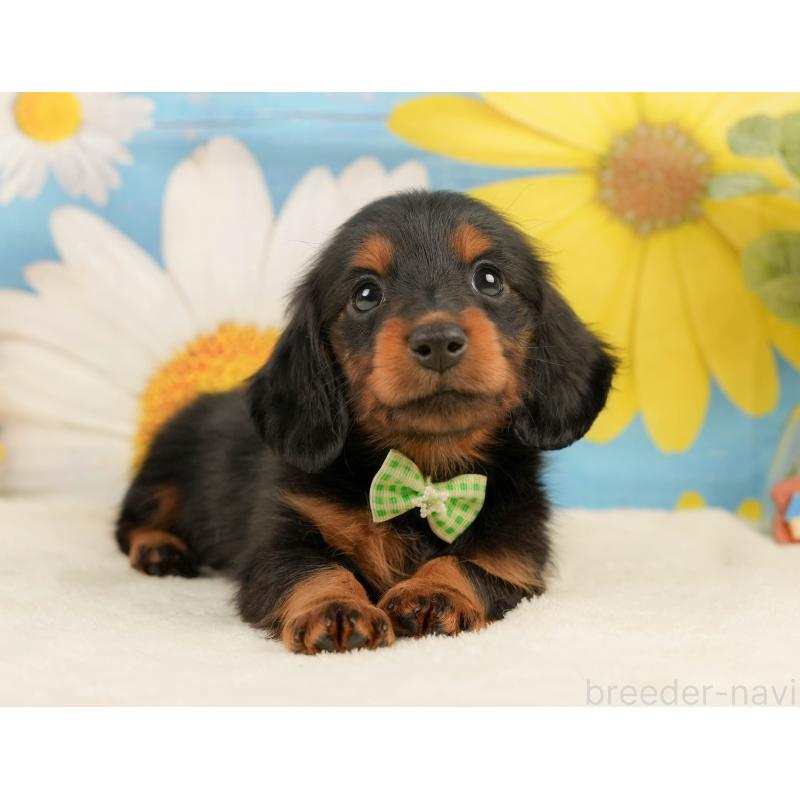 販売中の静岡県のミニチュアダックスフンド(ロングヘアード)-444663の9枚目