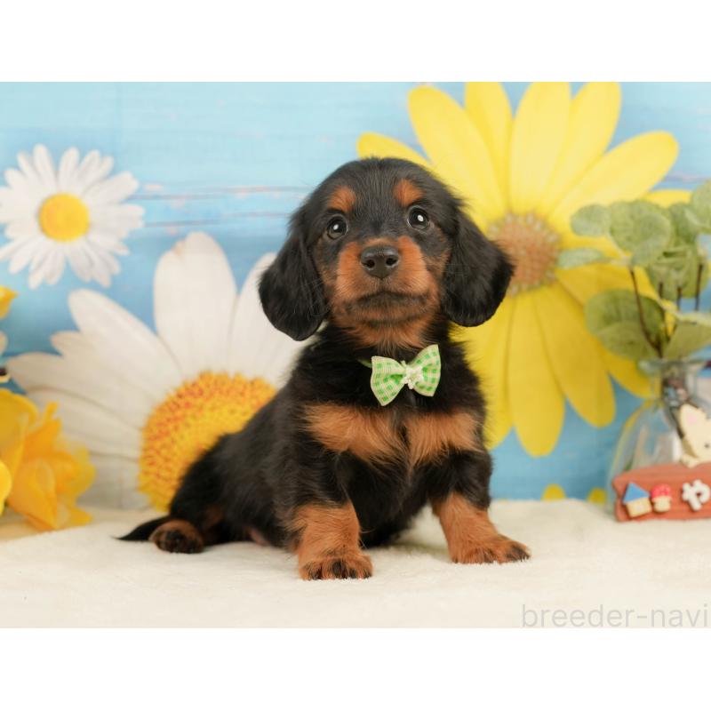 販売中の静岡県のミニチュアダックスフンド(ロングヘアード)-444663の8枚目